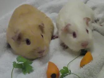 Olly & Leo.webp