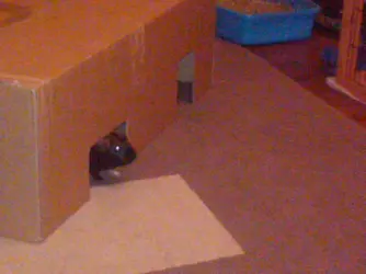 IMG00010-20100516-2145.webp