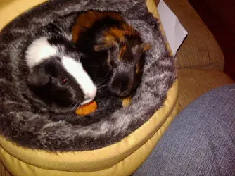 honey & willow.webp