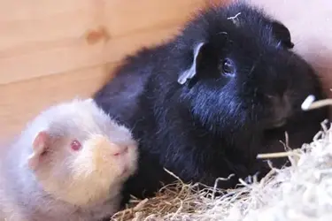 Piglet&Bear.webp