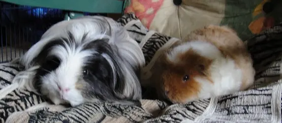 Piggies.webp