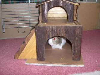 DSCN2211.webp