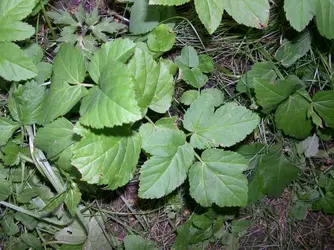 weed one.webp