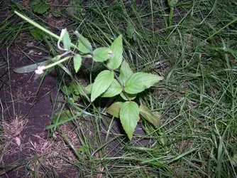 weed two.webp
