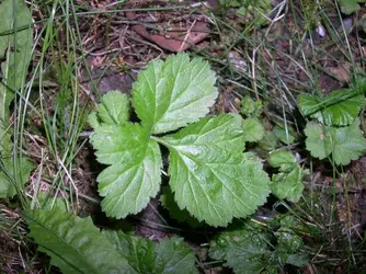 weed three.webp
