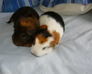 bens+ralphie.webp bens+ralphie.webp