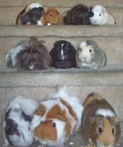 piggies.webp