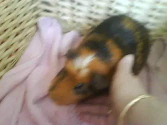 DSC00226.webp