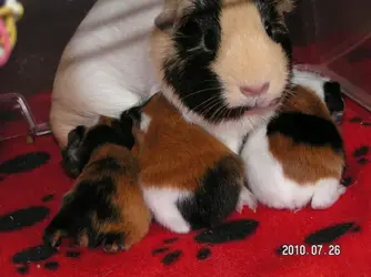 PICT0063.webp