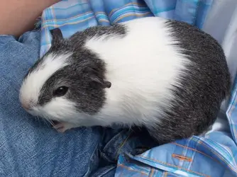Bubbles on lap.webp