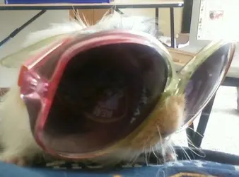muffinshades.webp