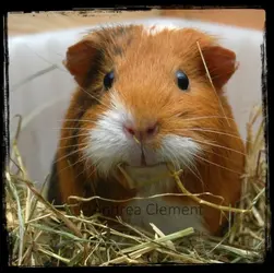 rosie1.webp