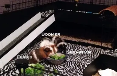 Fer, Boom, Bastian copy.webp Fer, Boom, Bastian copy.webp