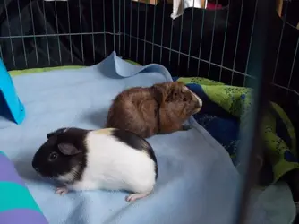 guineas4.webp
