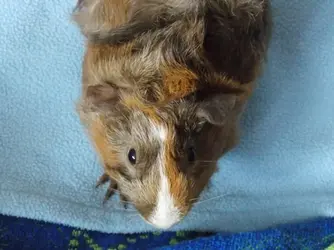 guineas6.webp