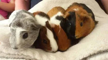 the piggies.webp