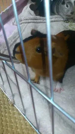 pig5.webp