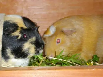Peanut and Ruby.webp