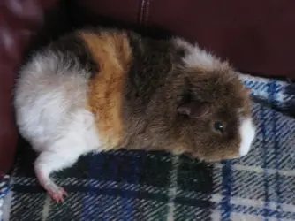 Dennis Chookin Leg.webp Dennis Chookin Leg.webp