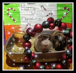 21 Sophie Blane   Smokey and Bacon. Just a nice “Merry Christmas from Smokey, Bacon and Sophi...webp