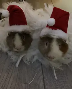 xmas pigs.webp