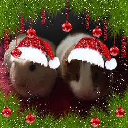 C7D779D5-73A9-47D0-BC09-08FD72D1AB82.webp