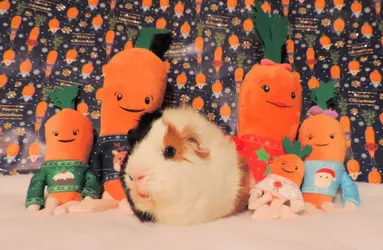 24 Digby with kevin the carrot family.webp