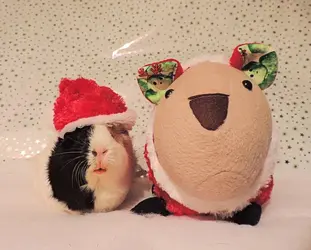 DSCN2227.webp