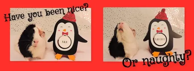 niceornaughty.webp