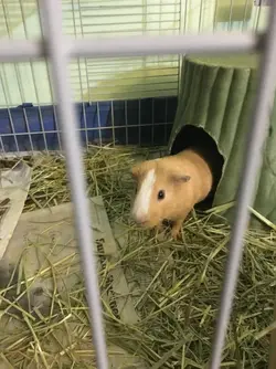 image.webp