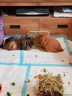 20190106_120335.webp