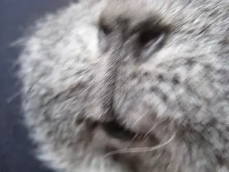Christian Nose 2.webp Christian Nose 2.webp