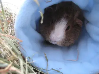 Dennis in snuggle tube.webp