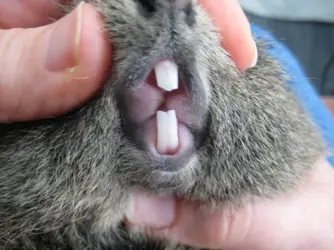 Velvet teeth 1.webp