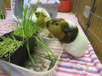 grass snack.webp grass snack.webp