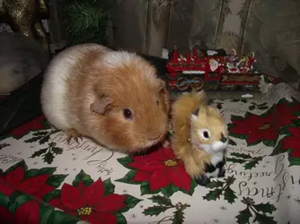 DSCF2633.webp