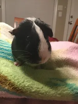 Guineapignoob.webp