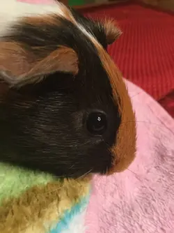 Guineapignoob2.webp