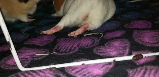 Piggy Feet.webp