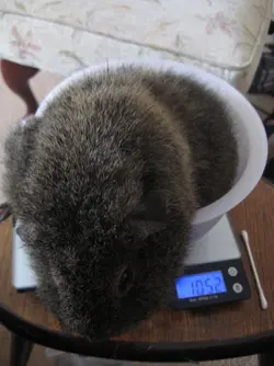 Scales Velvet.webp
