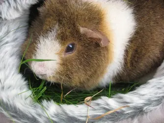Dennis in Snuggly 3.webp Dennis in Snuggly 3.webp