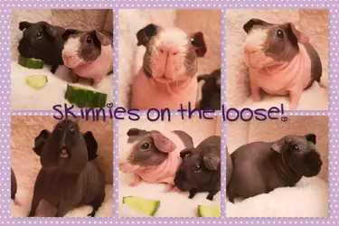 Skinnies1.webp