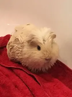 Bathing-8 Let any medicinal shampoo work in .jpg