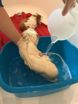 Bathing-9 Gently rinse the coat.jpg Bathing-9 Gently rinse the coat.jpg