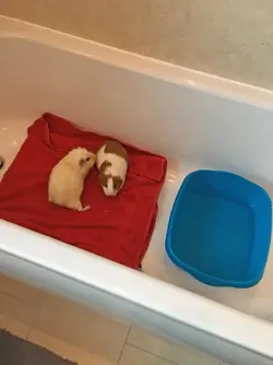 Bathing-3 Transfer the guinea pigs_edited-1.jpg Bathing-3 Transfer the guinea pigs_edited-1.jpg