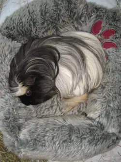 Betsy Sleepy 6.webp