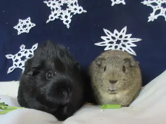 Lil and Wellington card.webp Lil and Wellington card.webp