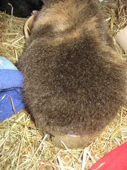Vellvet bum on food bowl.webp