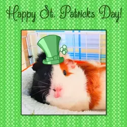 paddyday.webp