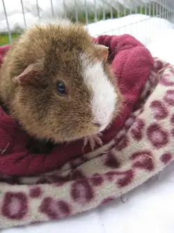 Dennis in Snuggle sack 3.webp